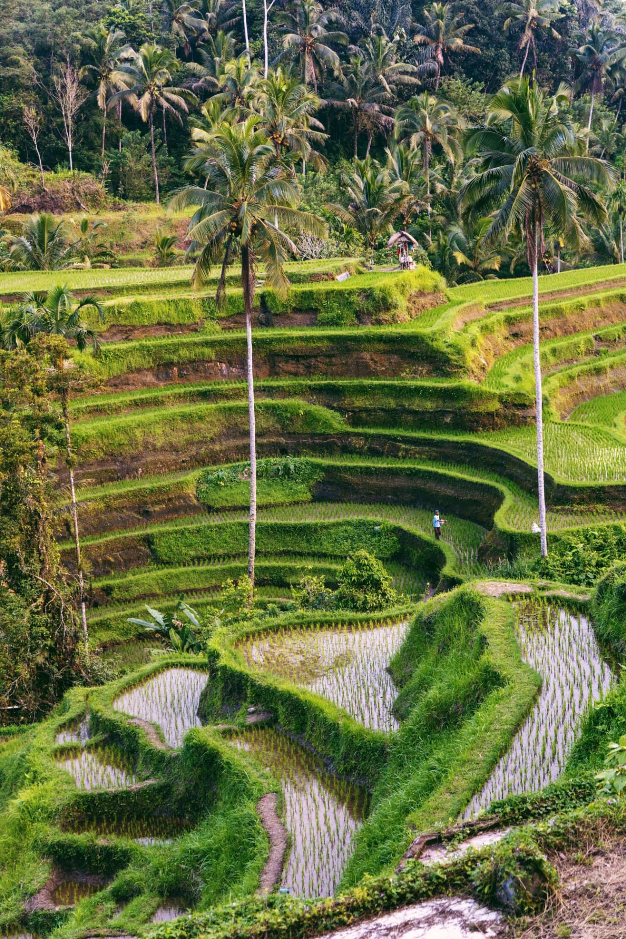 Ubud, Bali
